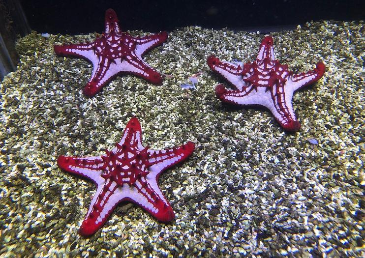 The Shore Oceanarium